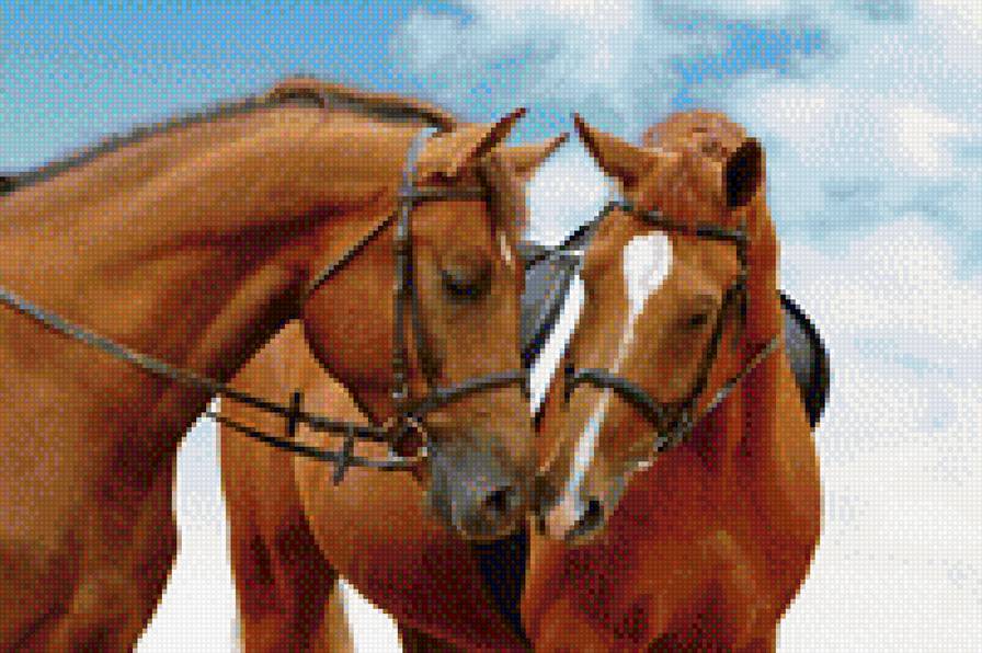 Пара лошадей - животные, лошади - предпросмотр