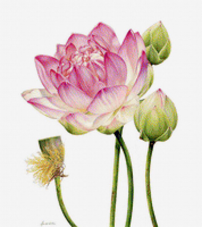 лотос 1 - цветы - предпросмотр