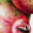 Предпросмотр схемы вышивки «ветка граната» (№1117932)