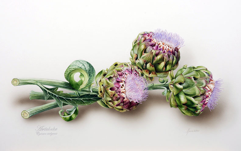 артишок - овощи и фрукты - оригинал