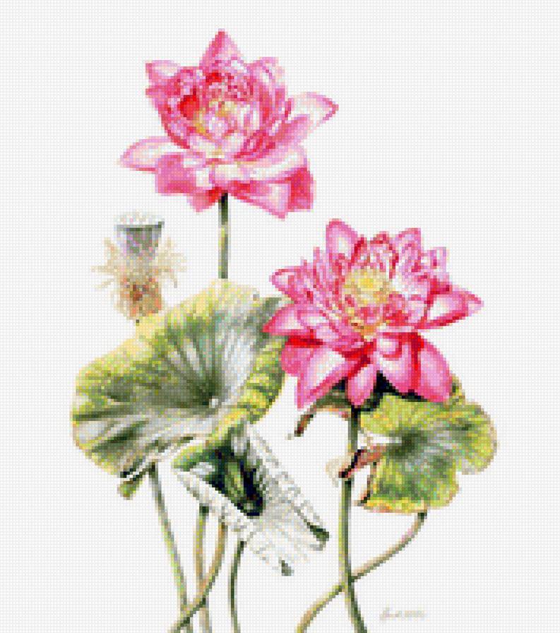 лотос - цветы - предпросмотр