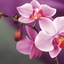Оригинал схемы вышивки «орхидея» (№1118636)
