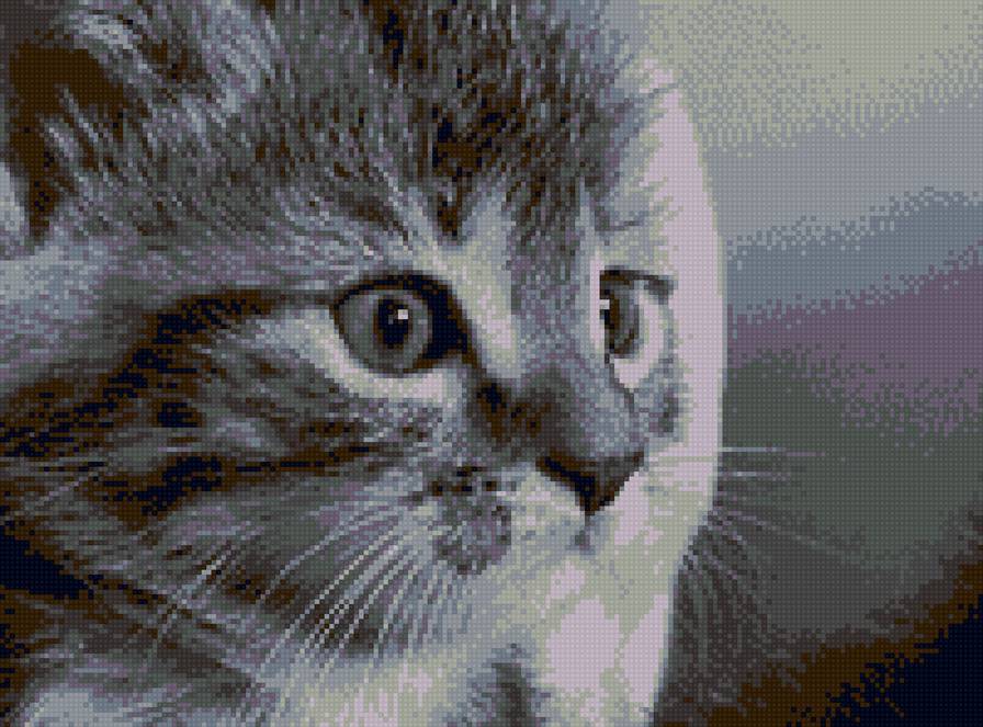 Котик - животные, коты - предпросмотр