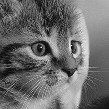 Схема вышивки «Котик»