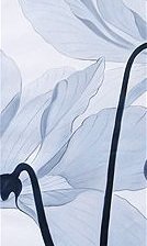 Оригинал схемы вышивки «белые цветы2» (№1119292)