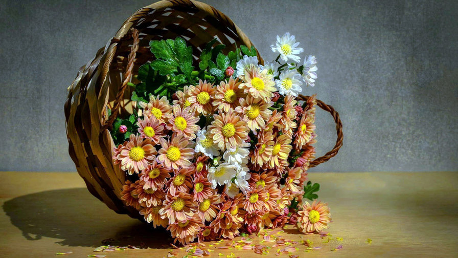 корзина хризантем - хризантема, цветы, натюрморт - оригинал