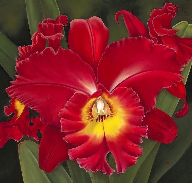 Орхидея - цветок, цветы - оригинал