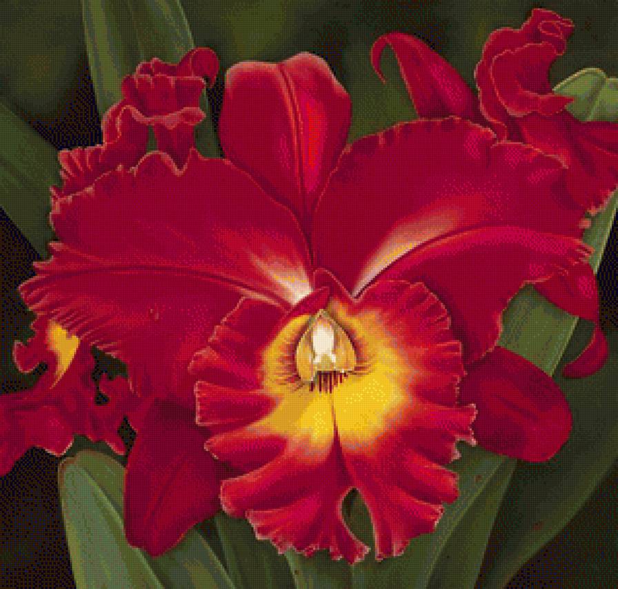 Орхидея - цветок, цветы - предпросмотр