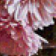 Предпросмотр схемы вышивки «розовая хризантема» (№1119399)