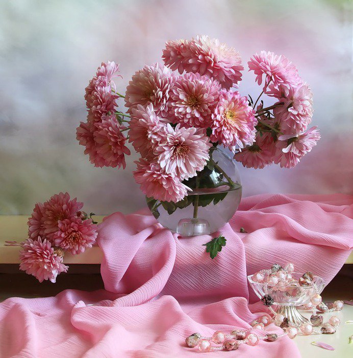 розовая хризантема - натюрморт, хризантема, цветы - оригинал