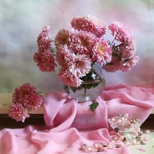 розовая хризантема