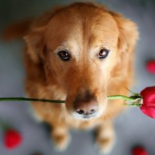 собака с розой