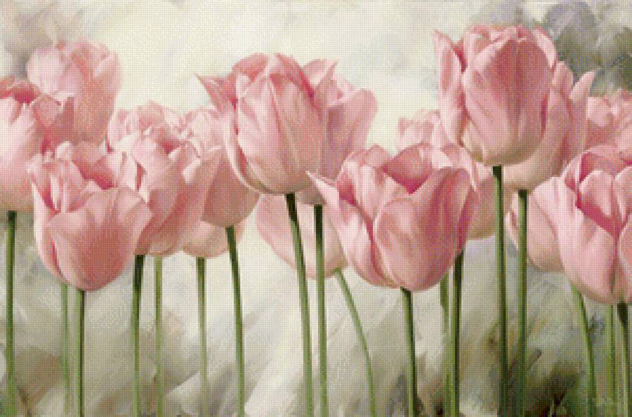 Розовые тюльпаны (новые) - букет, тюльпаны, цветы - предпросмотр