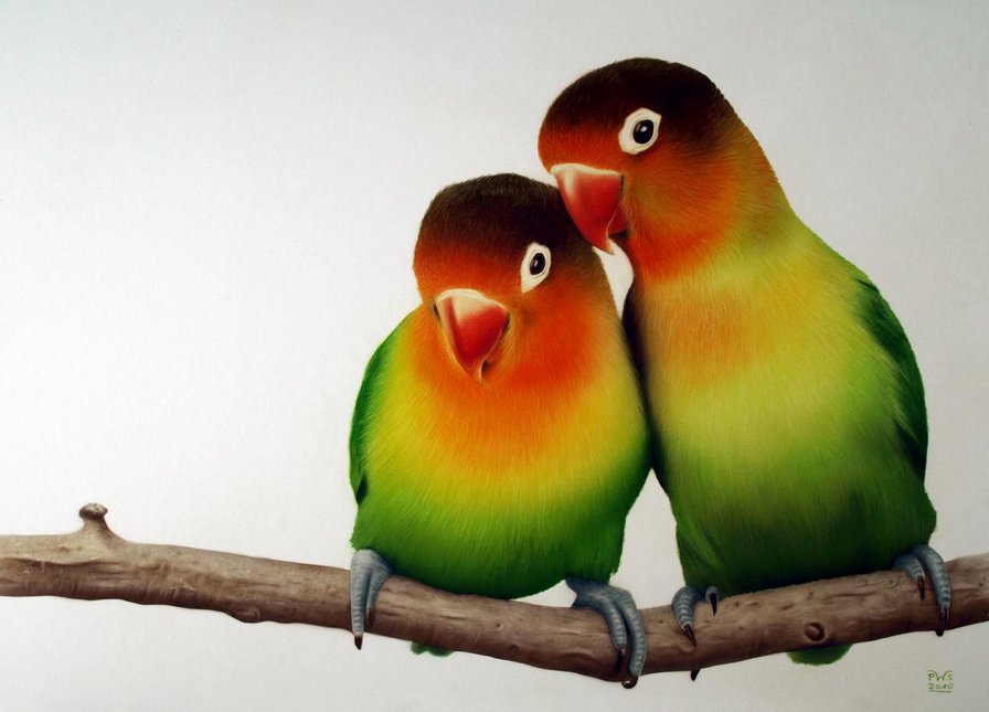 Попугаи неразлучники - неразлучники - оригинал