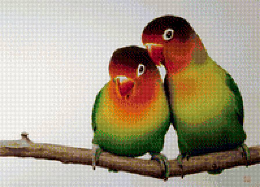 Попугаи неразлучники - неразлучники - предпросмотр