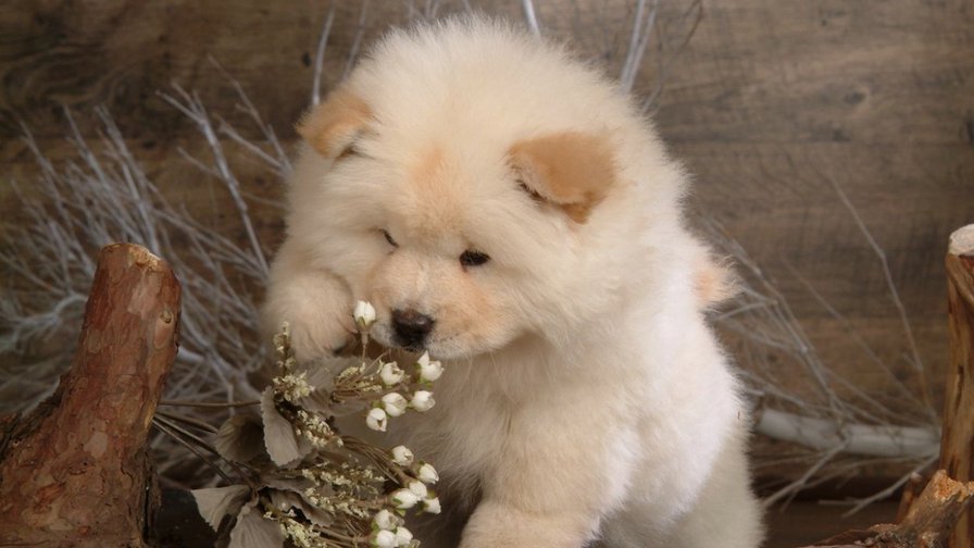 щенок - собака, щенок, животное - оригинал