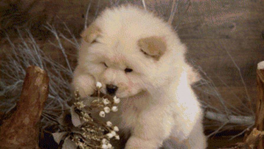 щенок - животное, щенок, собака - предпросмотр