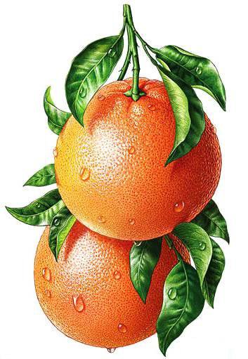 Апельсины - апельсин, цитрус, на кухню - оригинал