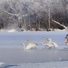 Схема вышивки «Лебединая семья»