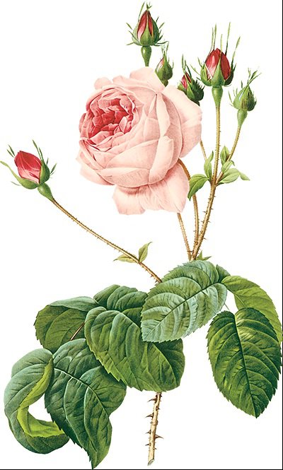 Винтажная роза на белом фоне 3 - цветок, пьер-жозеф редуте, розовая роза, ретро, винтаж, роза - оригинал