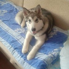 Схема вышивки «170»