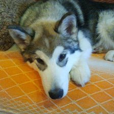 Схема вышивки «172»