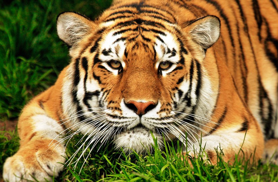 Тигр в траве - животные, тигр, дикие кошки - оригинал