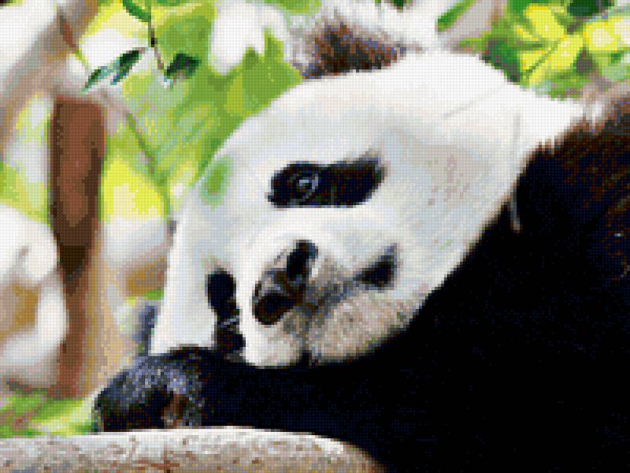 Панда на ветке - медведь, животные, панда - предпросмотр