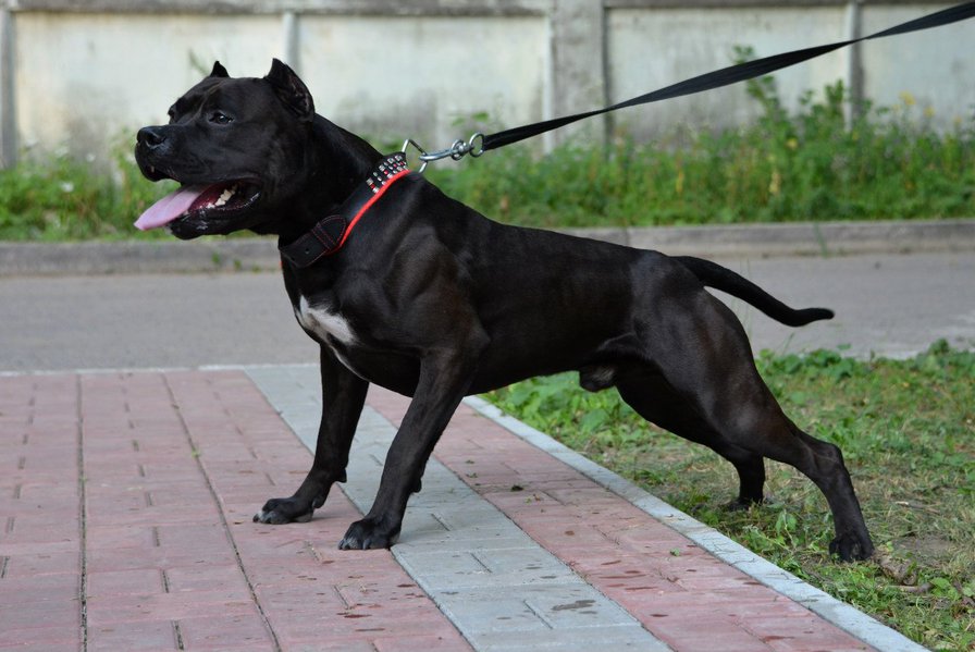 питбультерьер - собака, питбуль, питбультерьер - оригинал