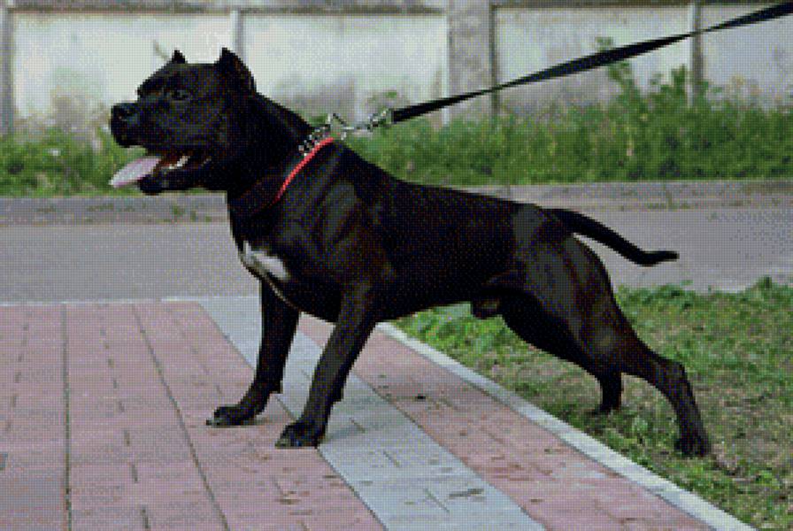 питбультерьер - питбультерьер, питбуль, собака - предпросмотр