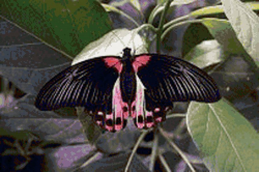 Бабочка - бабочка, лето, листва - предпросмотр