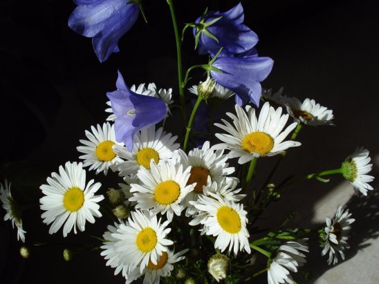 Букетик луговых цветов - колокольчик, ромашка - оригинал