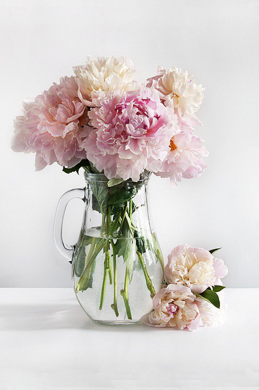 нежные пионы - в вазе, нежность, розовые, пионы, нежные - оригинал