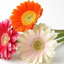 Схема вышивки «герберы3»