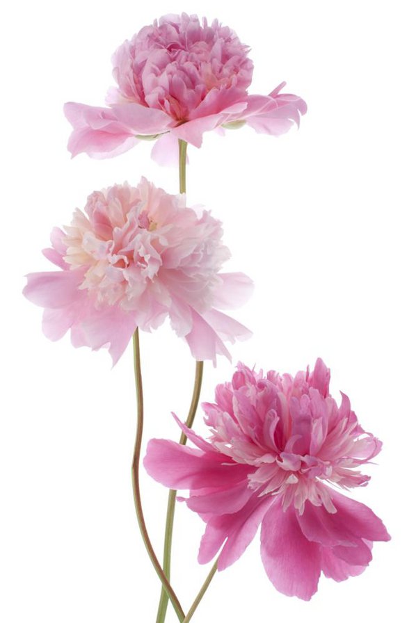 пионы в вазе-4 - нежность, розовые, нежные, пионы - оригинал