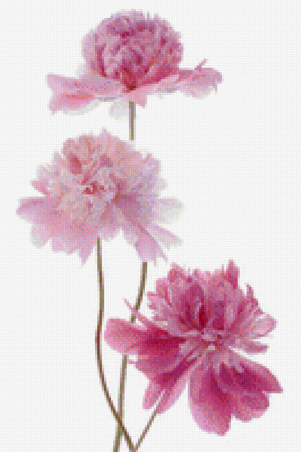 пионы в вазе-4 - розовые, пионы, нежность, нежные - предпросмотр