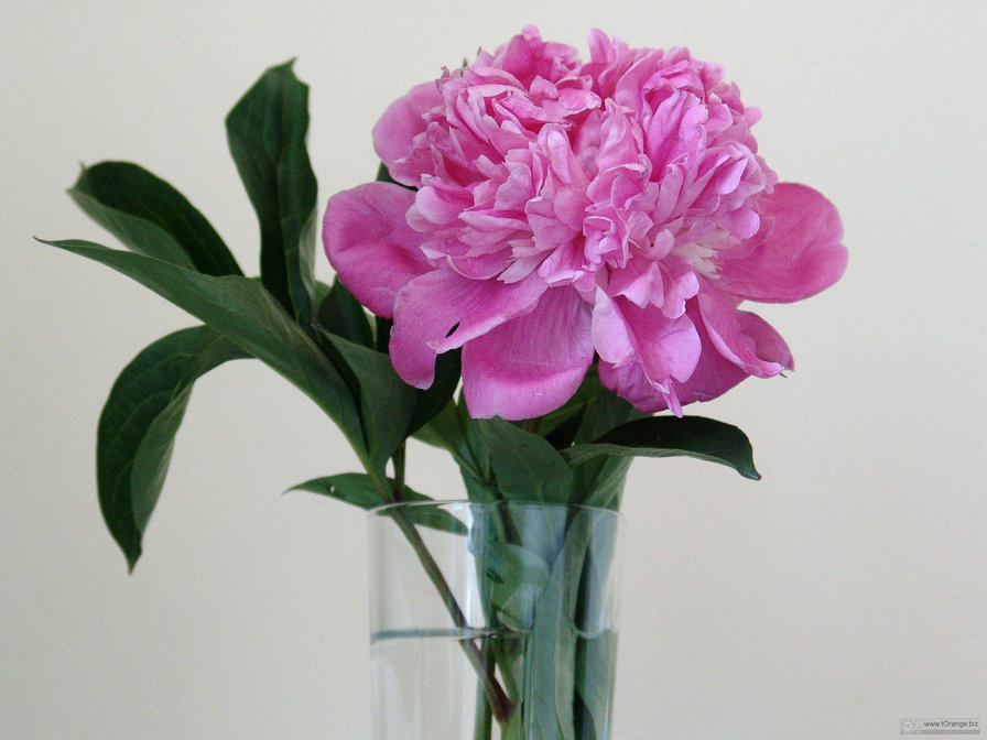 пионы в вазе-5 - нежность, в вазе, нежные, пионы, розовые - оригинал