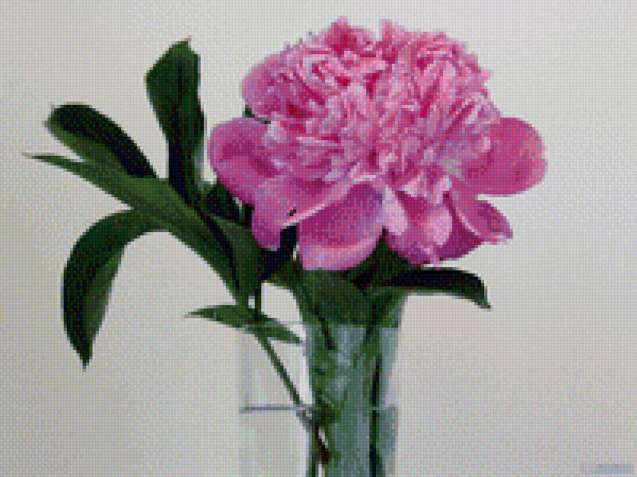 пионы в вазе-5 - розовые, нежные, нежность, пионы, в вазе - предпросмотр