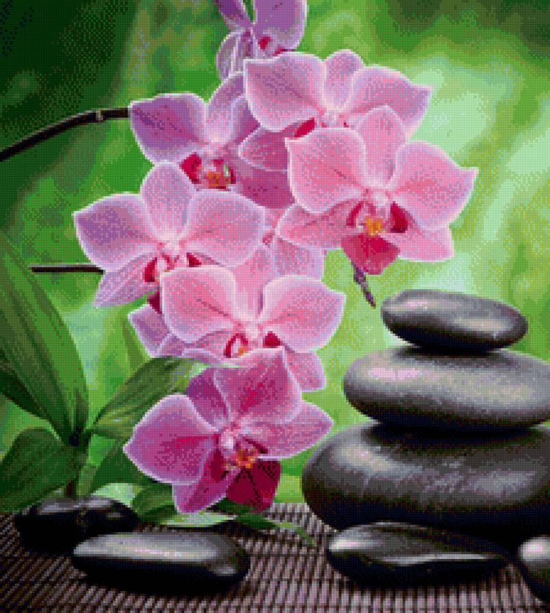 Орхидея - предпросмотр