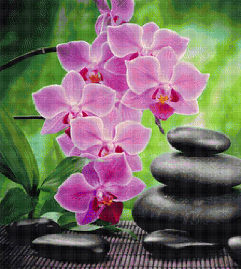 Сиреневая Орхидея - предпросмотр