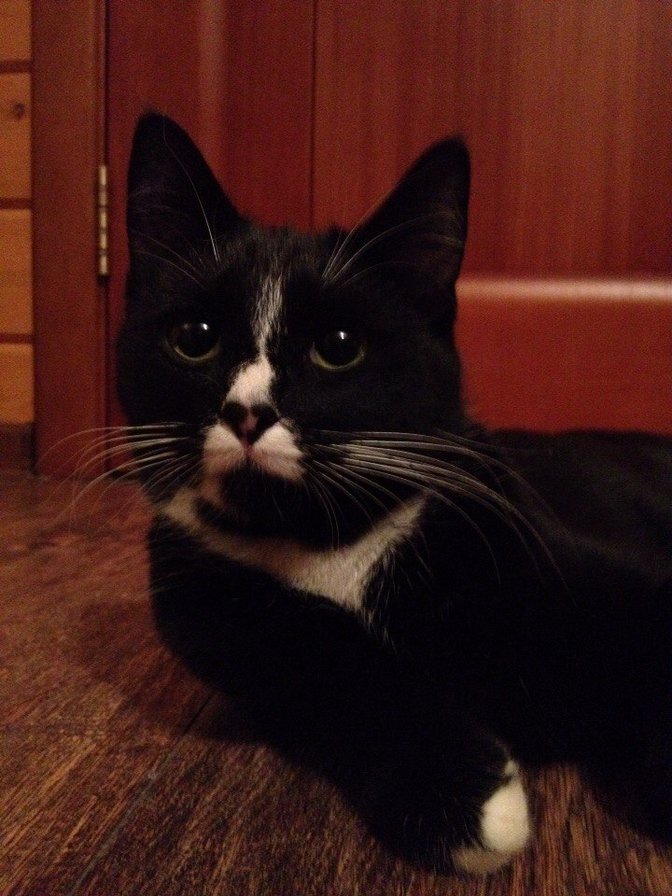 Снежа - кот, кошка - оригинал