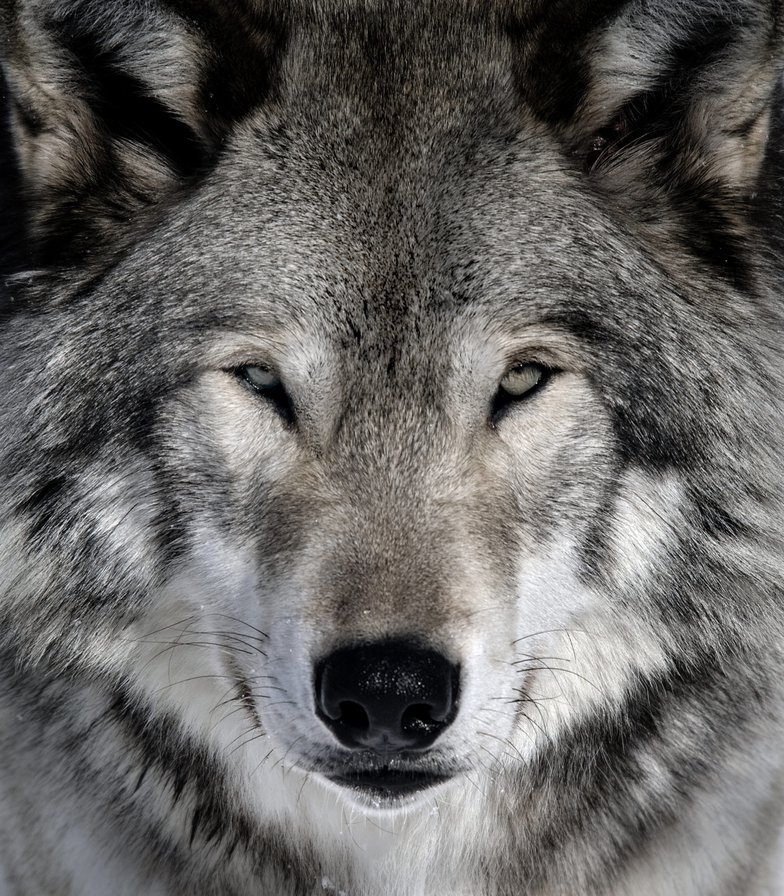 Глаза в глаза - животные, одиночка, волк - оригинал