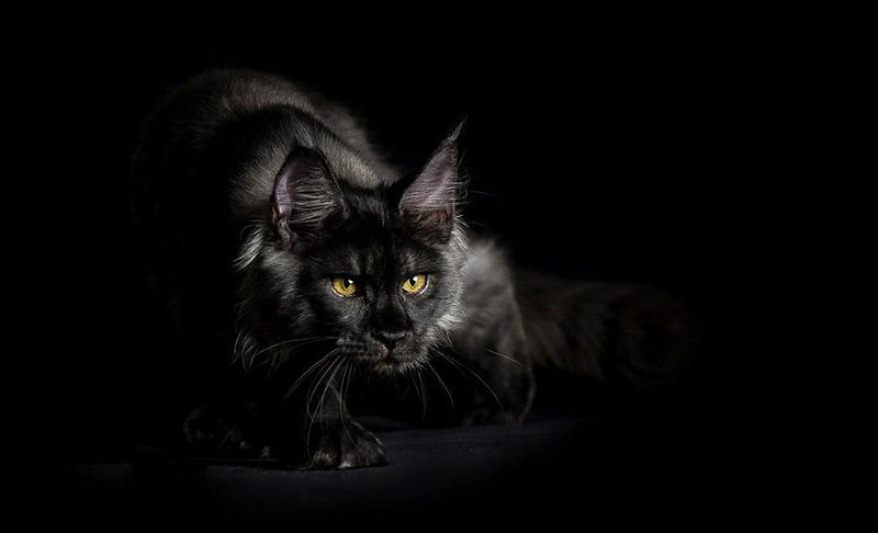 Черный мейн-кун - кот, мейн-кун - оригинал