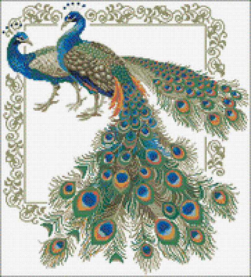 Павлин - птицы, животкые - предпросмотр