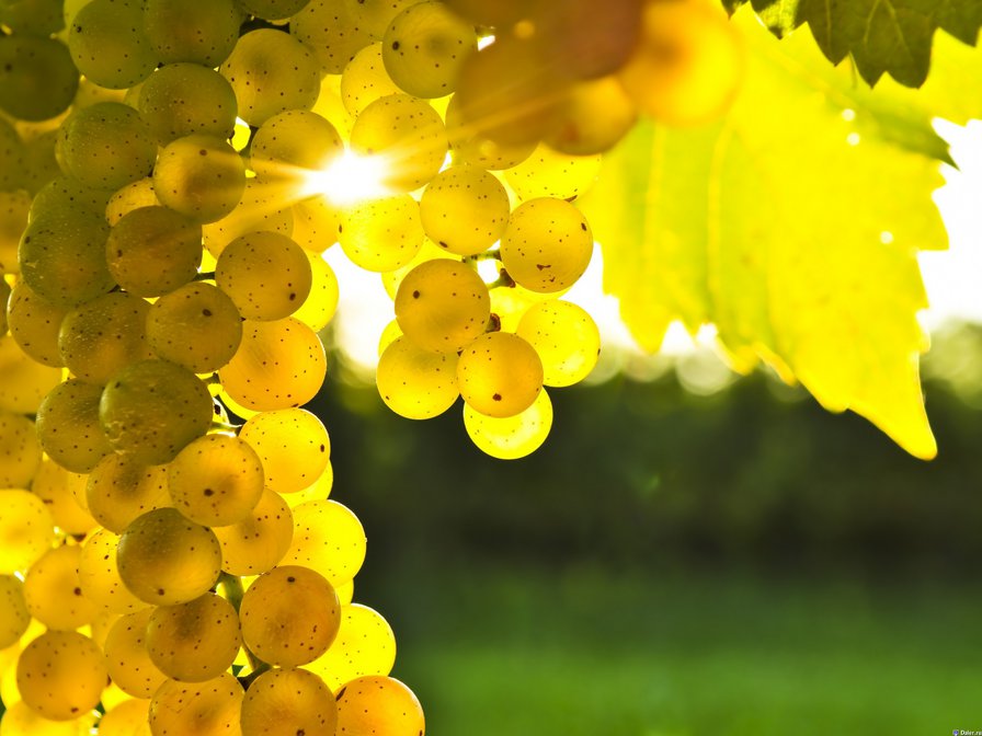 Виноград - вино, осень, виноград - оригинал