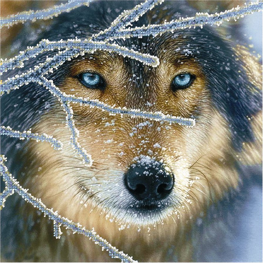 Волк - иней, зима, взгляд, хищник, лес - оригинал
