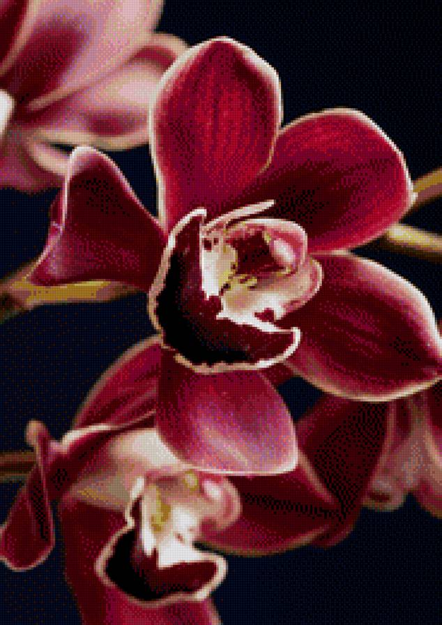 орхидея - предпросмотр