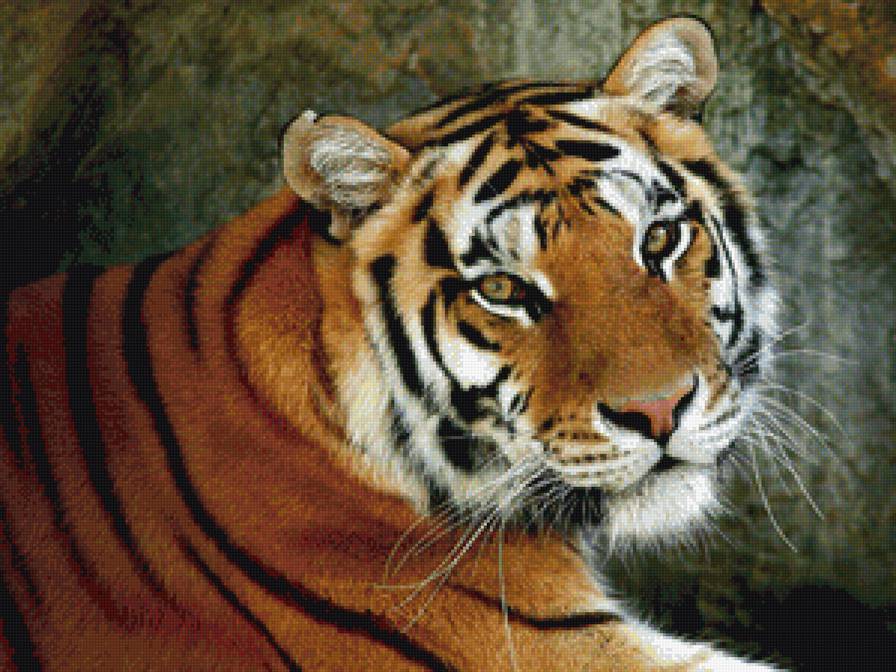 Бенгальский тигр - предпросмотр