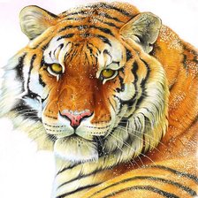 Тигр и снег