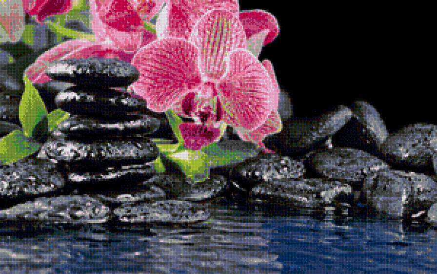 орхидея и камни - цветы, орхидея, картина - предпросмотр